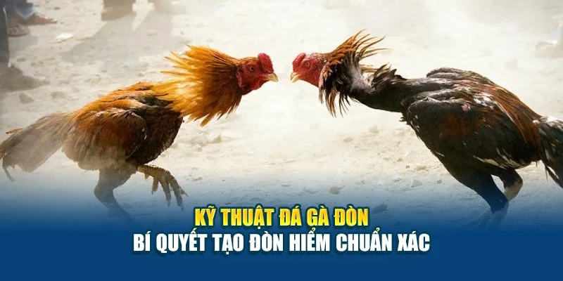 Kỹ Thuật Đá Gà Đòn - Bí Quyết Tạo Đòn Hiểm Chuẩn Xác 4 Kỹ Thuật Đá Gà Đòn - Bí Quyết Tạo Đòn Hiểm Chuẩn Xác